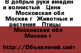 В добрые руки амадин и волнистый › Цена ­ 1 000 - Московская обл., Москва г. Животные и растения » Птицы   . Московская обл.,Москва г.